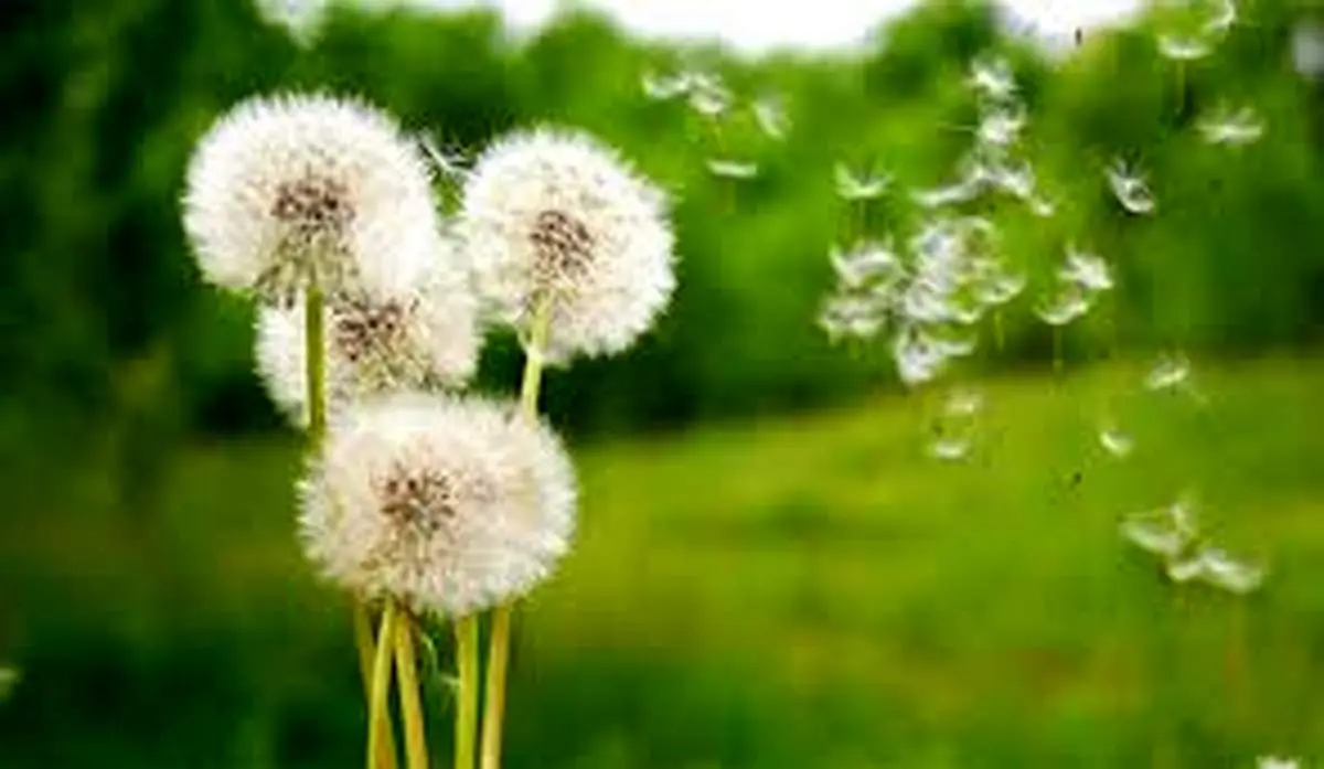  ۷ خاصیت گل قاصدک برای کبد و بدن!
