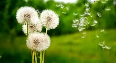  ۷ خاصیت گل قاصدک برای کبد و بدن!
