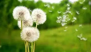  ۷ خاصیت گل قاصدک برای کبد و بدن!
