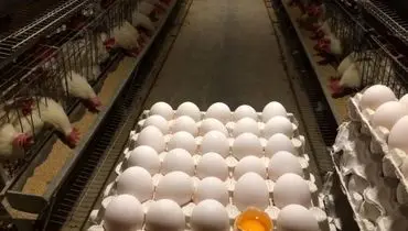 تخم‌مرغ ۳۰۰ هزار تومان شد!