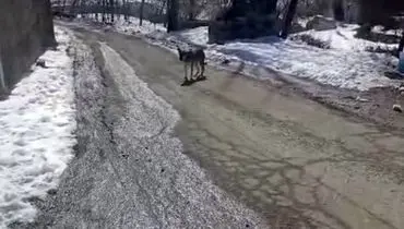 پرسه زدن گرگ در وسط روستای اویزر جاده چالوس!/ویدیو 