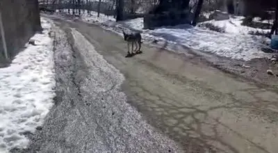 پرسه زدن گرگ در وسط روستای اویزر جاده چالوس!/ویدیو 