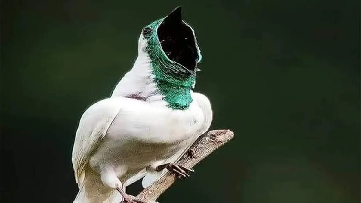 زنگ‌مرغ سفید، رکورددار یکی از عجیب‌ترین صداهای دنیای پرندگان+فیلم