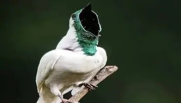 زنگ‌مرغ سفید، رکورددار یکی از عجیب‌ترین صداهای دنیای پرندگان+فیلم