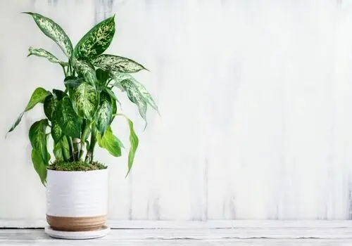 براش های آرایشی را چگونه تمیز کنیم؟