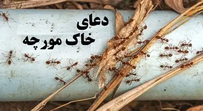 دعای خاک مورچه/ نماد برکت، روزی و جذب انرژی مثبت