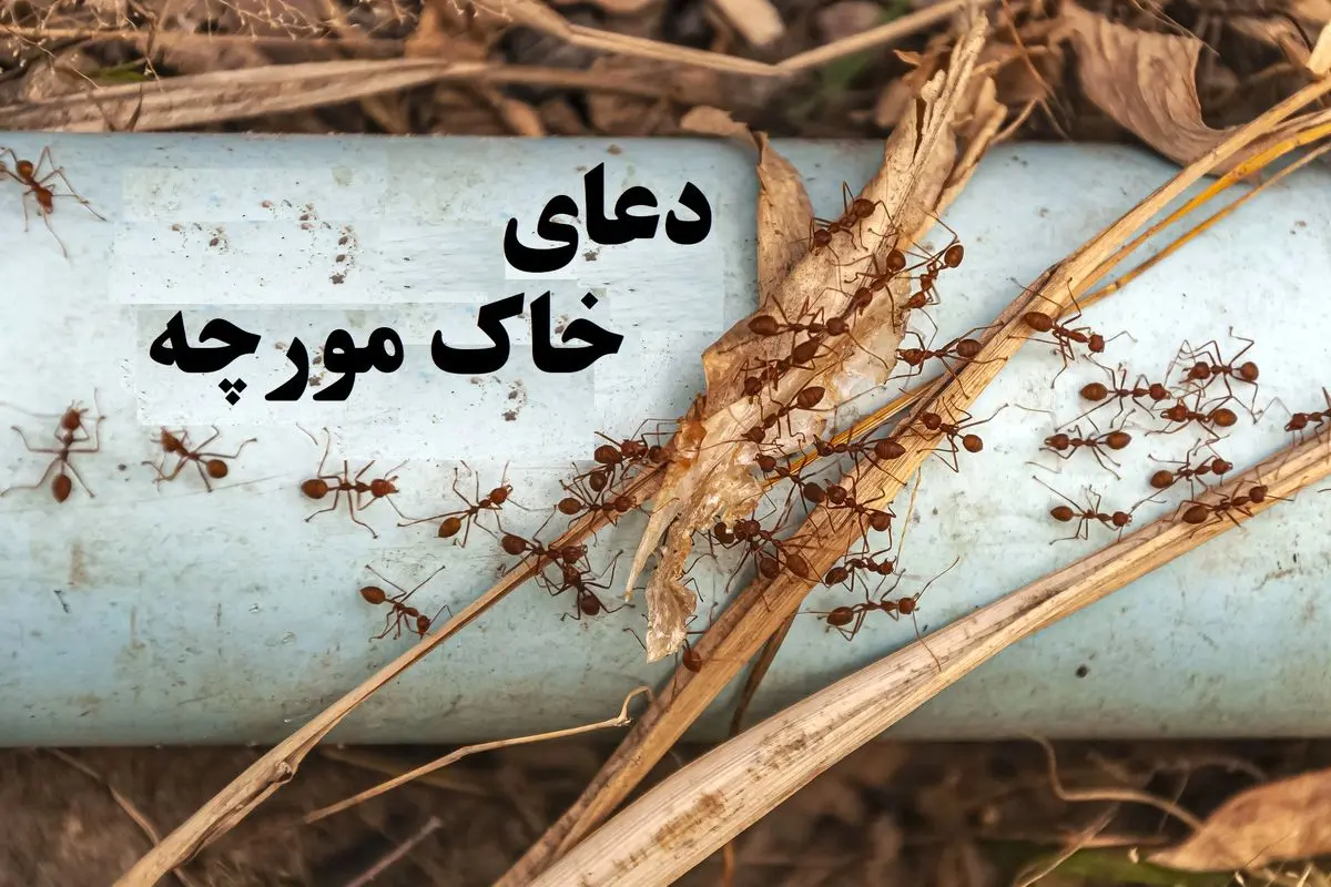 دعای خاک مورچه/ نماد برکت، روزی و جذب انرژی مثبت