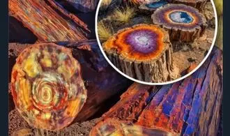 جنگل ۲۰۰ میلیون‌ساله آریزونا؛ جایی که درختان به سنگ تبدیل شدند