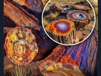 جنگل ۲۰۰ میلیون‌ساله آریزونا؛ جایی که درختان به سنگ تبدیل شدند