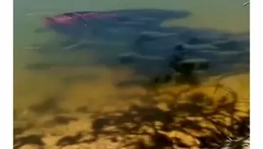 موج خاموش: وقتی ماهی آکواریومی «مهاجم» چند میلیونی می‌شود!/ویدیو 