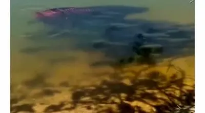 موج خاموش: وقتی ماهی آکواریومی «مهاجم» چند میلیونی می‌شود!/ویدیو 