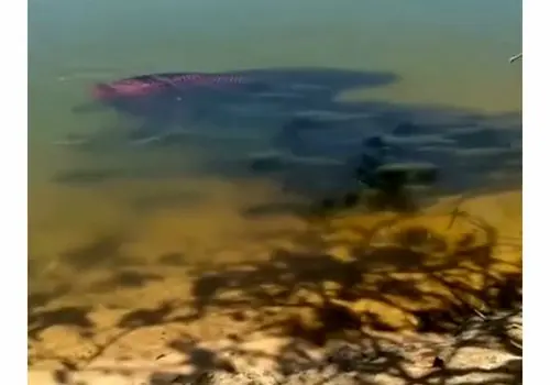 موج خاموش: وقتی ماهی آکواریومی «مهاجم» چند میلیونی می‌شود!/ویدیو 