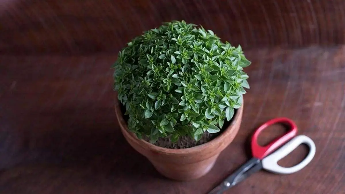 آموزش کاشت سبزه تخم شربتی برای عید نوروز