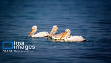 پلیکان‌ها به سواحل مازندران بازگشتند+ تصاویر