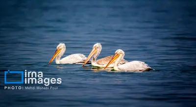 پلیکان‌ها به سواحل مازندران بازگشتند+ تصاویر