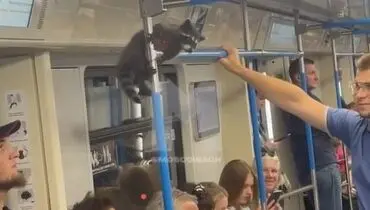 راکون مرموز در متروی مسکو؛ مسافران بی‌تفاوت به مهمان غیرمنتظره + فیلم