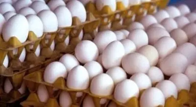 قیمت جدید تخم مرغ اعلام شد / مردم گران نخرند! 