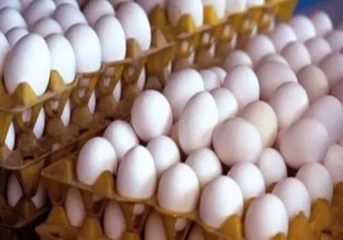 قیمت تخم مرغ امروز 8 بهمن