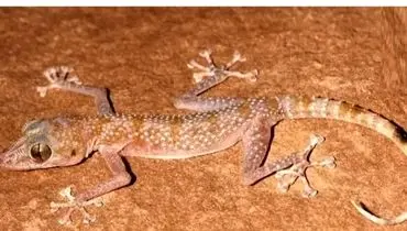 گونه‌ای عجیب در ایران شناسایی شد؛ مارمولک چشم‌درشت با انگشتان برگ‌مانند