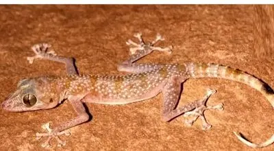 گونه‌ای عجیب در ایران شناسایی شد؛ مارمولک چشم‌درشت با انگشتان برگ‌مانند