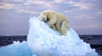 برترین لحظه‌های قطبی که امسال همه را شگفت‌زده کردند + عکس