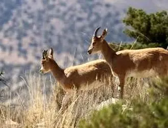 حیات وحش ۲۰۲۵؛ روایت جهانی از لحظات ناب در قاب تصویر+عکس