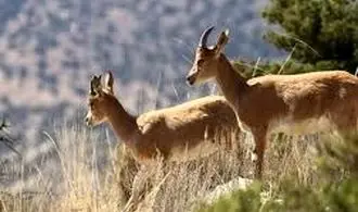 حیات وحش ۲۰۲۵؛ روایت جهانی از لحظات ناب در قاب تصویر+عکس