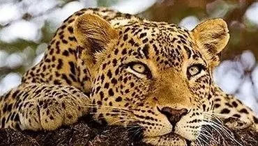 لحظه کم‌نظیر از حضور پلنگ ایرانی در پارک ملی صیدوا + فیلم