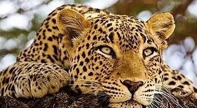 لحظه کم‌نظیر از حضور پلنگ ایرانی در پارک ملی صیدوا + فیلم