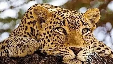 لحظه کم‌نظیر از حضور پلنگ ایرانی در پارک ملی صیدوا + فیلم