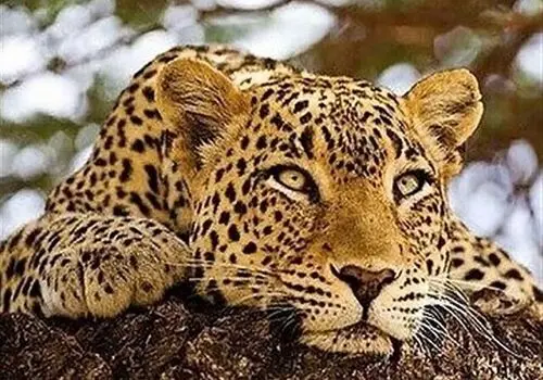 کوهپیمایی پلنگ ایرانی در میان برف های زمستانی+فیلم