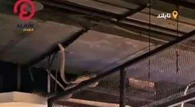 مار غول‌پیکر خریداران یک پاساژ را شوکه کرد/ویدیو 