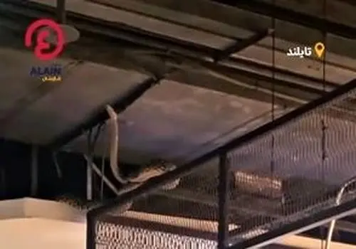 مار غول‌پیکر خریداران یک پاساژ را شوکه کرد/ویدیو 