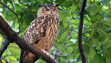 کدام گونه‌ها رکورددار قدرت بینایی در دنیای حیوانات هستند؟