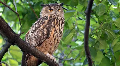 کدام گونه‌ها رکورددار قدرت بینایی در دنیای حیوانات هستند؟