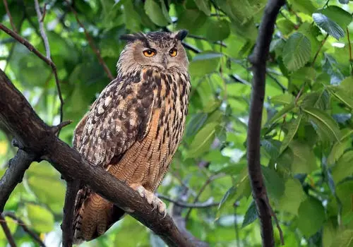 کدام گونه‌ها رکورددار قدرت بینایی در دنیای حیوانات هستند؟