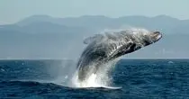 تصاویری عجیب و دیدنی از شکار نهنگ در قشم+فیلم