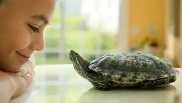 شادی و ذوق زدگی عجیب این لاکپشت پس از دیدن ظرف غذا+ فیلم