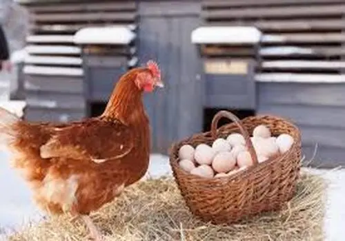 آخرین قیمت گوشت قرمز، مرغ و تخم مرغ برای امروز 