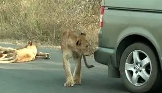 وقتی شیر سپر ماشین را با شکار واقعی اشتباه می‌گیرد + فیلم