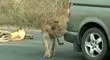 وقتی شیر سپر ماشین را با شکار واقعی اشتباه می‌گیرد + فیلم