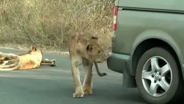 وقتی شیر سپر ماشین را با شکار واقعی اشتباه می‌گیرد + فیلم