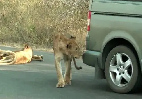 وقتی شیر سپر ماشین را با شکار واقعی اشتباه می‌گیرد + فیلم