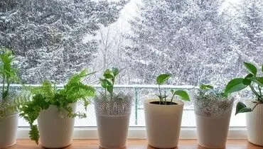 این گیاهان برای تصفیه هوای خانه عالی است