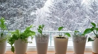 این گیاهان برای تصفیه هوای خانه عالی است