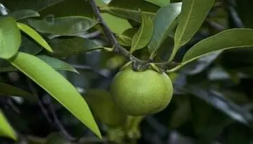 خوردن میوه این درخت بی رحم خطر مرگ دارد
