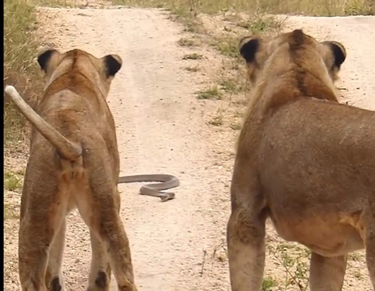 شجاعت یک مارمولک در مقابل مار کبرا و دو شیر! + ویدئو
