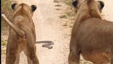 شجاعت یک مارمولک در مقابل مار کبرا و دو شیر! + ویدئو
