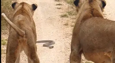 شجاعت یک مارمولک در مقابل مار کبرا و دو شیر! + ویدئو
