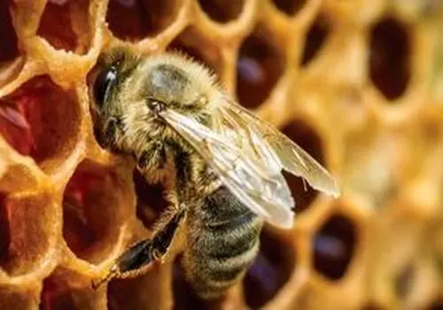 اما استون راز تغییر چشمگیر ظاهرش در Bugonia را فاش کرد